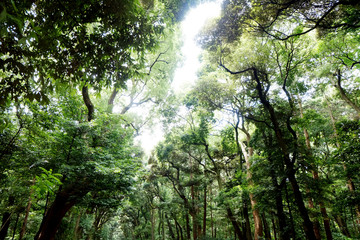 Obraz premium Green trees forest before walk in to Meiji Shrine