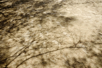 Trees shadow on the beach sand