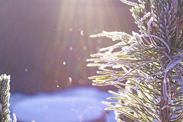 Snow-covered pine branch in the sunlight. Beautiful winter morning view.