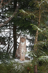 Naklejka premium Eurasian lynx, lynx lynx, Germany