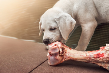 very cute little hungry labrador retriever dog puppy eats the meat on a bone - barf nutrition