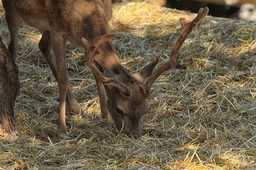 closeup deer to the zoo