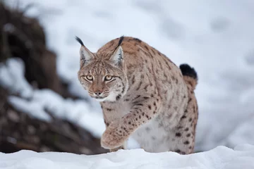 Crédence de cuisine en verre imprimé Lynx Eurasian lynx, lynx lynx, Germany