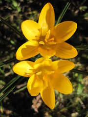 Krokus Blüte gelb Nahaufnahme Macro