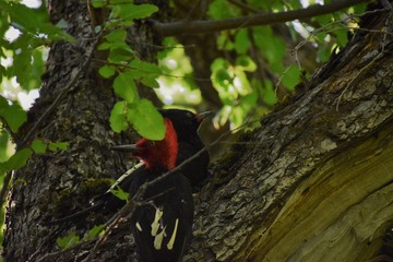 Couple of woodpecker