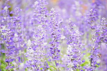 lavender in field lavender