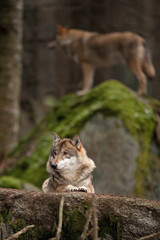 gray wolf, grey wolf, canis lupus