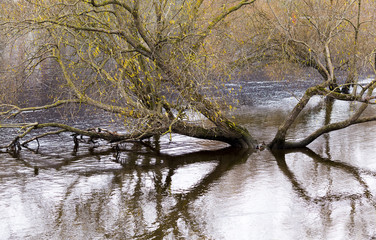 Growing from river old trees with reflections on water surface