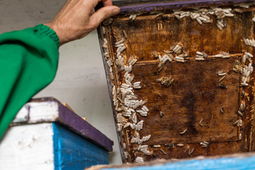 beekeeper opens the lid of the hive of the hive, the wax moth is infected.
