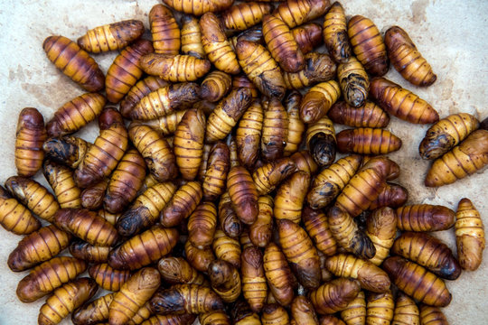 worms silkworms in a basket