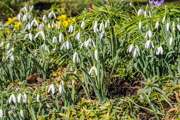 Obraz premium Schneeglöckchen Frühblüher