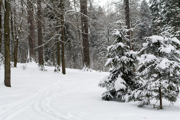 Fototapeta premium Ski tracks in snow-covered winter forest