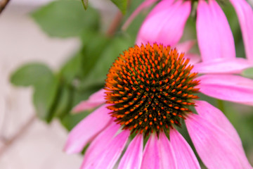 Wunderschöne pinkfarbene Blume