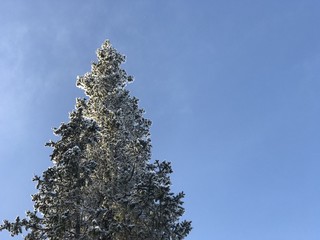 Snow covered fir tree top