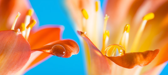 a flower detail with a big rain drop - macro detail