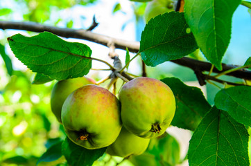 Apples on a branch of apple tree