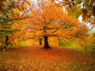 foreste casentinesi