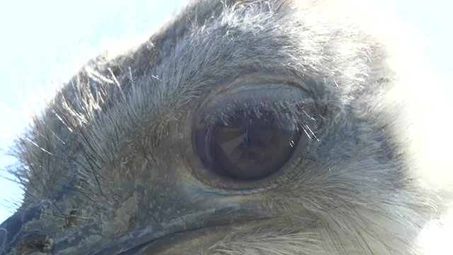 big ostrich eye close-up