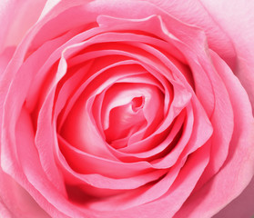 Pink rose, top view closeup photo image of single pink rose flower present a detail of flower petal pattern of a pink rose, can use as a background, flower pattern background, petal pattern background
