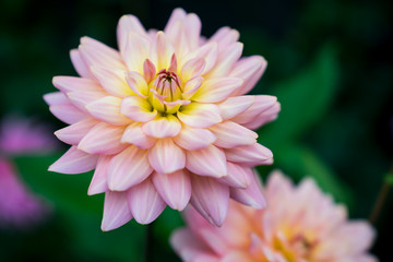 Pink Chinese Lotus