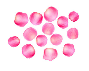 Pink rose petals