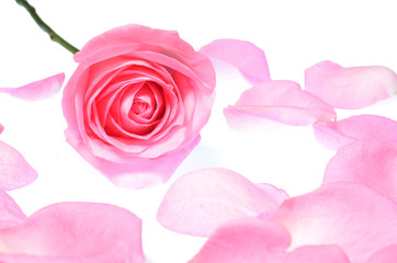Pink rose around by pink petal