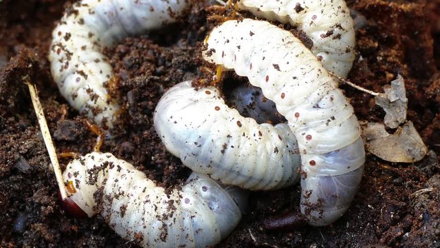 several larvae of the bark beetle, rummaging in sawdust trying to hide.