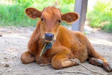 Young calf at agricultural farm. © SBM Creatives