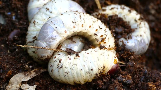 several larvae of the bark beetle, rummaging in sawdust trying to hide.