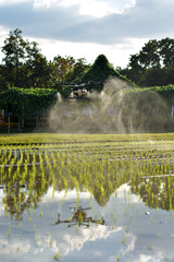 Carrying agriculture drone, photo image of agriculture drone carry a tank of liquid fertilizer flying over the rice field and spraying it on a rice sprouts, agriculture technology, drone technology