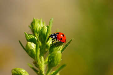 Fototapeta premium Coccinelle