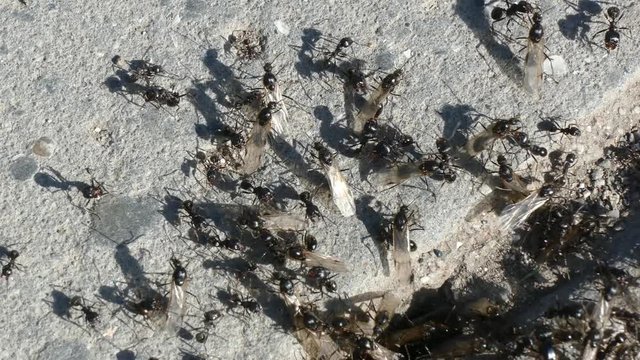 ants creep crevices in paving concrete and creep along the road