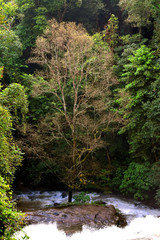 Fototapeta na wymiar Isolated tree, one tree in a forest isolated form the other trees by the river, nature rainforest environment with a river and waterfall, adventure trip in a rainforest, rainforest background