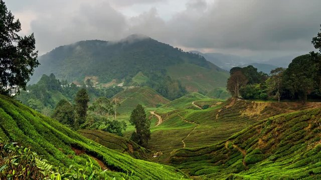 Fog and mist on the tea plantation in Cameron Highlands, Malaysia. 4k time-lapse 
