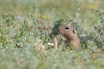 Naklejka na ściany i meble Cute European ground squirrel (Spermophilus citellus) standing on a field of grass