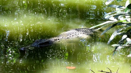  crocodile in the river