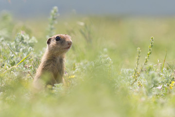 Cute European ground squirrel (Spermophilus citellus) standing on a field of grass