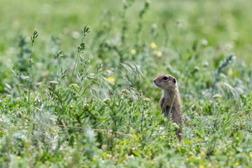 Naklejka na ściany i meble Cute European ground squirrel (Spermophilus citellus) standing on a field of grass