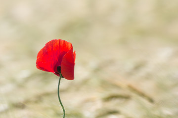Closeup of a beautiful red poppy in a wheat field in the summer, Dobrogea,Romania