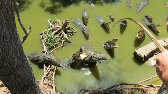 Vietnam. Crocodile in the river. © Екатерина Лифанова