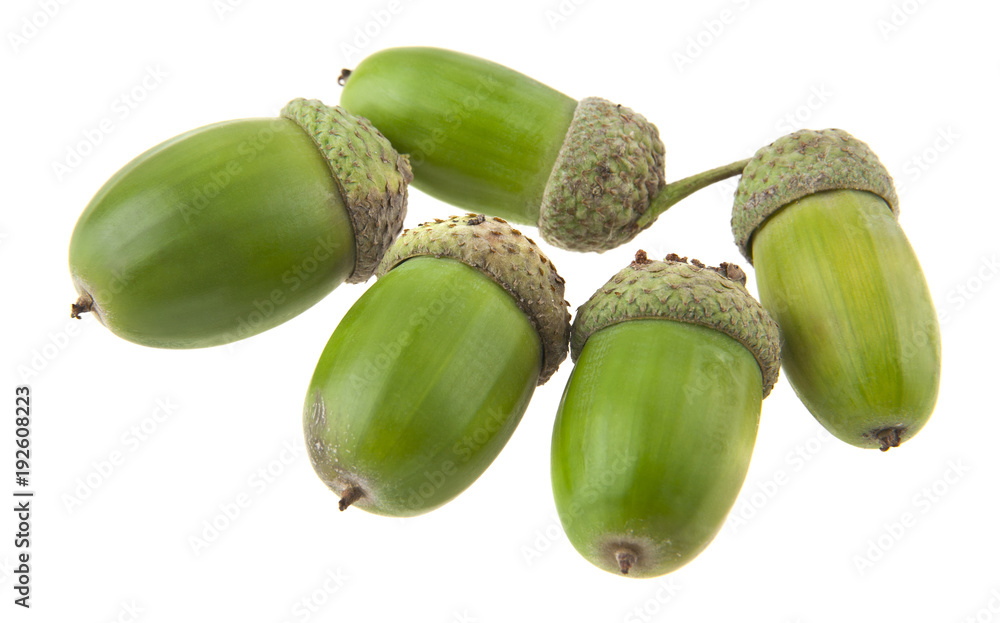 Sticker acorns isolated on white background closeup