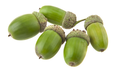 acorns isolated on white background closeup