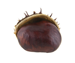chestnut isolated on white background