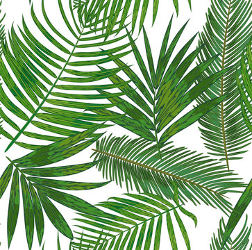 Vector  Seamless pattern of  tropical palm leaves. background of green areca, sago, howea  foliage