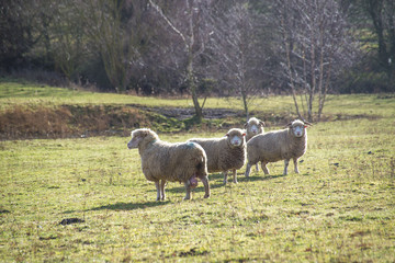 Sheep and Cows on a farm in Suffolk in England 