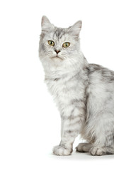 Fototapeta premium Britisch Langhaar Katze isoliert auf weißem Grund