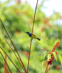 yellow bird in the nature