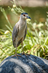 Blue-billed Bird