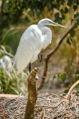 Snowy Egret On One Leg