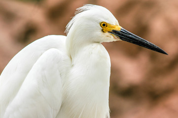 Snowy Egret Up Close